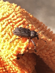 Orthorhinus