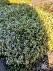 Racomitrium elongatum