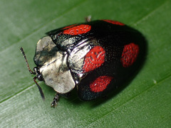 Cyrtonota tristigma