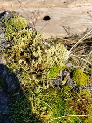 Racomitrium elongatum