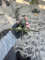 Crocodylia