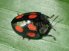 Cyrtonota tristigma