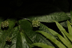 Elatostema reticulatum