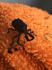 Orthorhinus