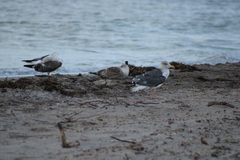 Larus fuscus graellsii