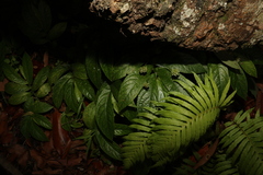 Elatostema reticulatum