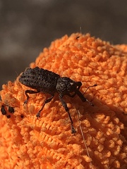 Orthorhinus