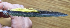 Trichoglossus moluccanus