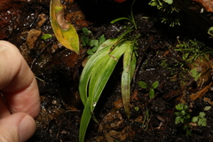 Helmholtzia glaberrima