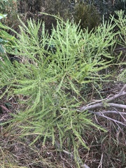 Acacia imbricata