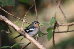 Fringilla coelebs maderensis