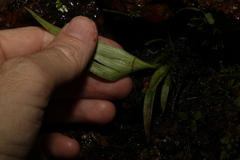 Helmholtzia glaberrima