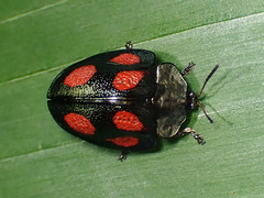 Cyrtonota tristigma