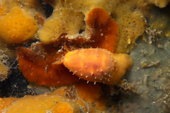 Notocypraea comptonii