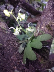 Ornithocephalus gladiatus