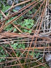 Alchemilla australis