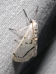 Linosta centralis