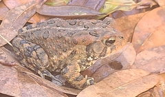 Anaxyrus terrestris