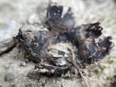 Scleroderma bermudense