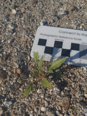 Chylismia claviformis