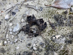 Scleroderma bermudense