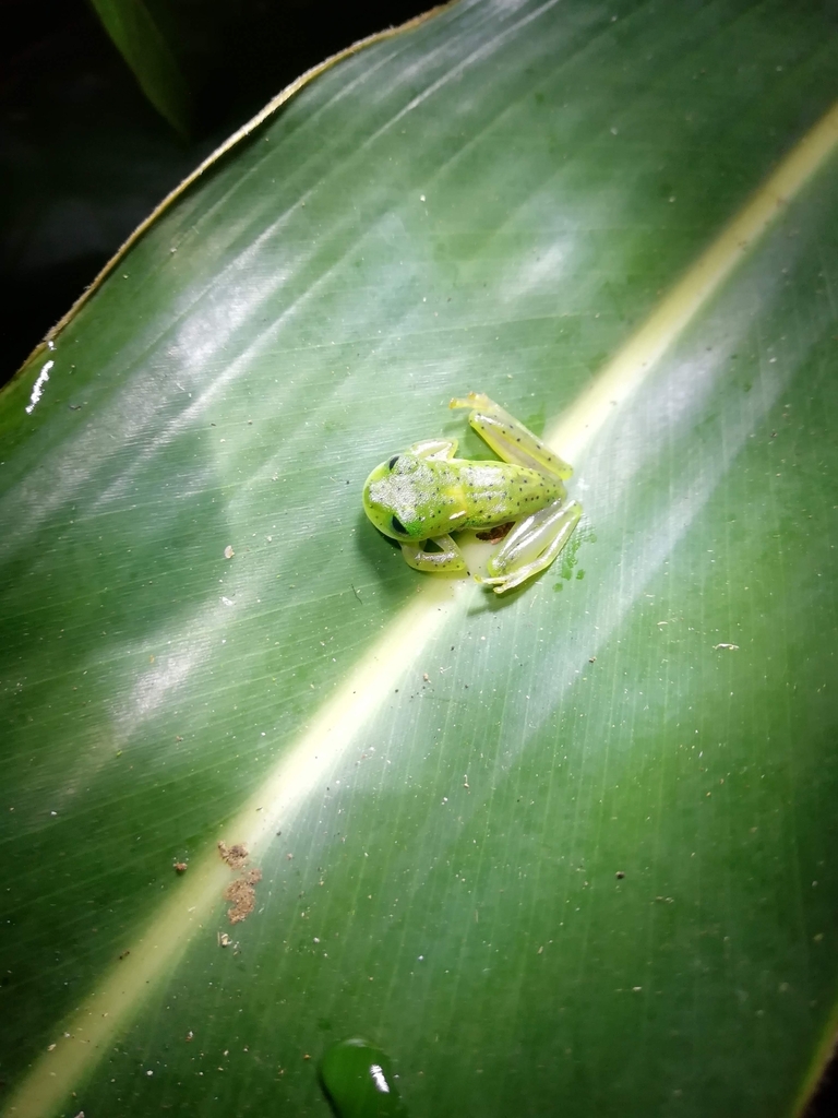 Emerald Glass Frog from Estación Biológica Las Cruces on January 31 ...