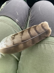 Hieraaetus morphnoides