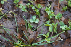 Trifolium repens