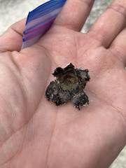 Scleroderma bermudense