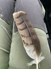 Hieraaetus morphnoides