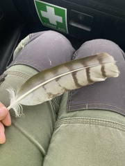 Hieraaetus morphnoides