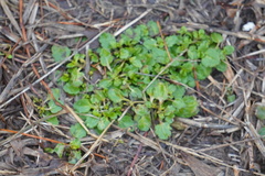 Veronica arvensis