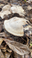 Clitocybe brunneocephala