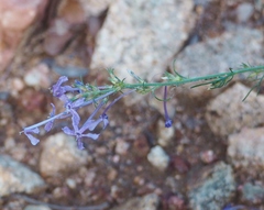 Ipomopsis thurberi