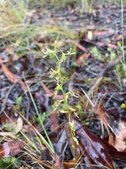 Arthrochilus prolixus