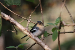 Fringilla coelebs maderensis