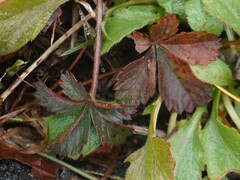 Potentilla canadensis