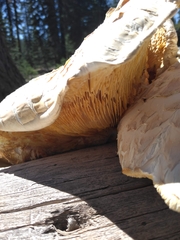 Neolentinus ponderosus