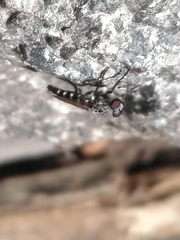 Cyrtopogon