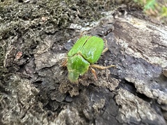 Brachysternus prasinus