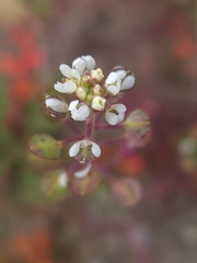 Lepidium nitidum
