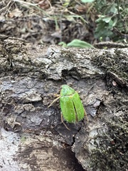 Brachysternus prasinus