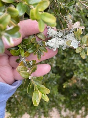 Eurytetranychus buxi