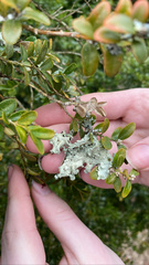 Eurytetranychus buxi