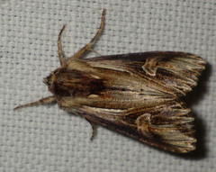 Actinotia polyodon