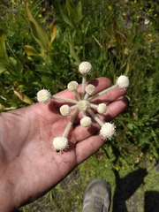 Angelica capitellata