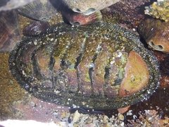 Chiton stokesii