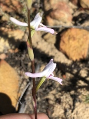 Disa bifida