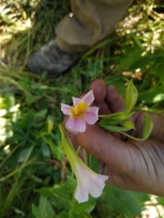 Erythranthe erubescens