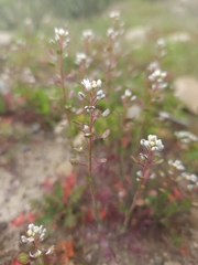 Lepidium nitidum